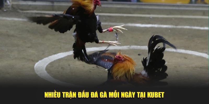 Vô số trận đấu kê mỗi ngày cho người chơi lựa chọn tại Kubet